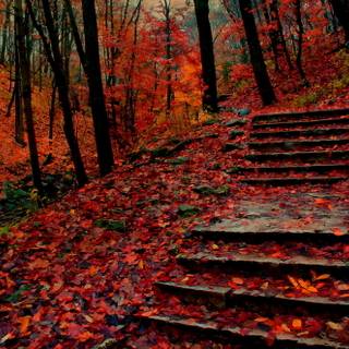 Autumn leaves stairs wallpaper