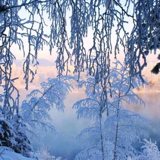 Winter trees laptop wallpaper