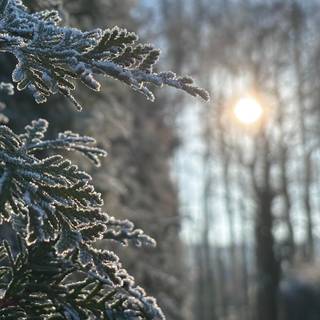 Winter trees laptop wallpaper