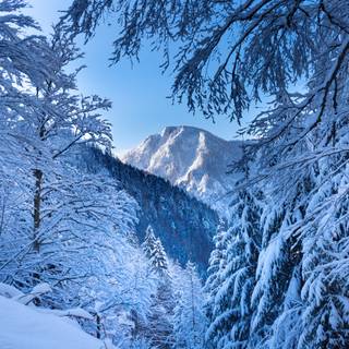 Winter trees laptop wallpaper