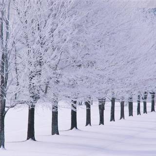 Winter trees laptop wallpaper