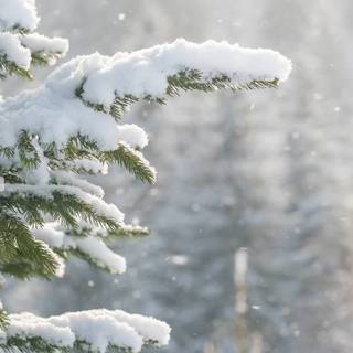 Winter trees laptop wallpaper