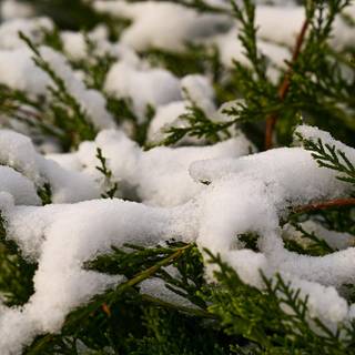 Winter trees laptop wallpaper