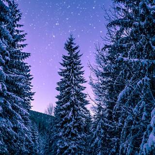 Winter trees laptop wallpaper