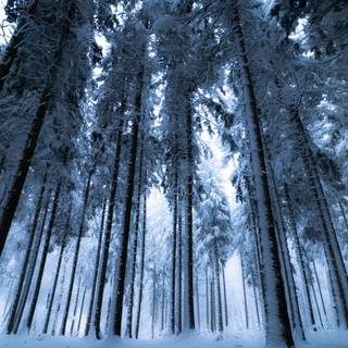 Winter trees laptop wallpaper