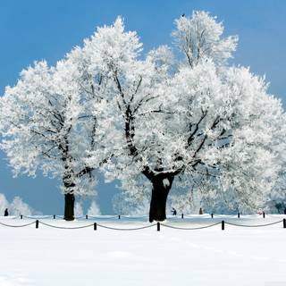 Winter trees laptop wallpaper