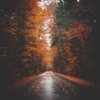 Autumn aesthetic mobile wallpaper