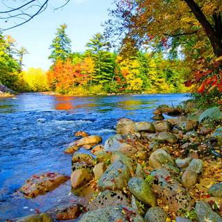 Autumn leaves river wallpaper