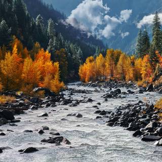 Autumn leaves river wallpaper