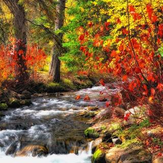Autumn leaves river wallpaper