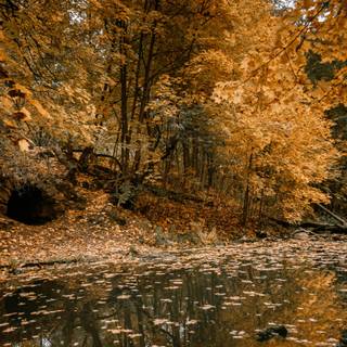 Autumn leaves river wallpaper