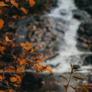 Autumn leaves river wallpaper