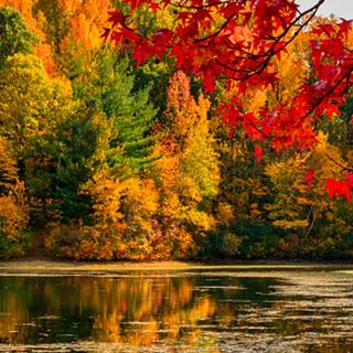 Autumn leaves river wallpaper