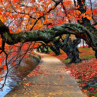 Autumn leaves river wallpaper
