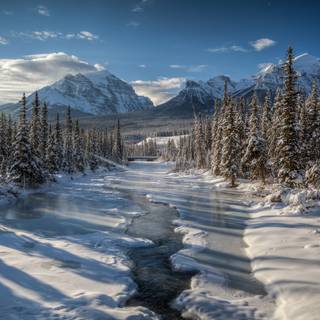 Winter trees laptop wallpaper