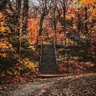 Autumn leaves stairs wallpaper