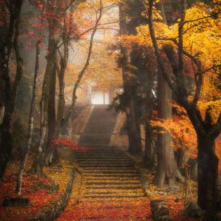 Autumn leaves stairs wallpaper