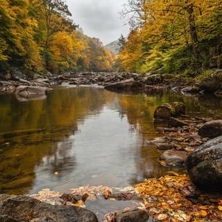 Autumn leaves river wallpaper