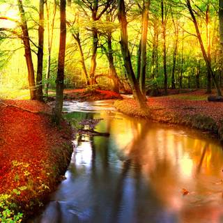 Autumn leaves river wallpaper