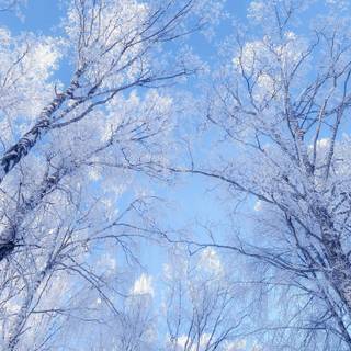Anime winter trees wallpaper