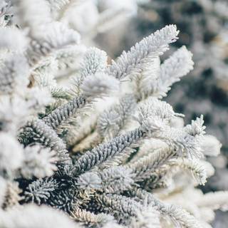 Christmas winter December wallpaper