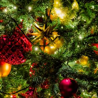 Red Christmas trees wallpaper