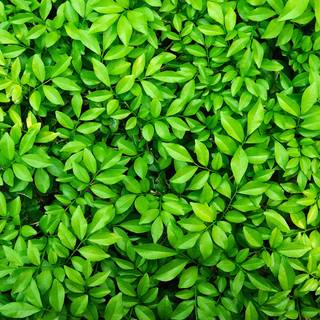Green foliage wallpaper