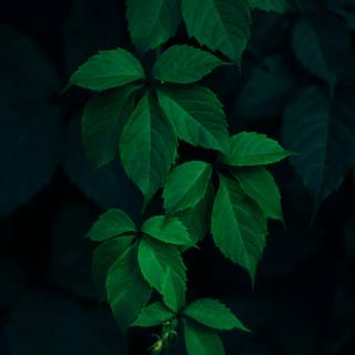 Green foliage wallpaper