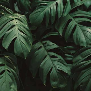 Green foliage wallpaper