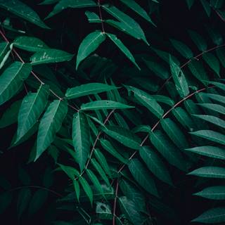Green foliage wallpaper
