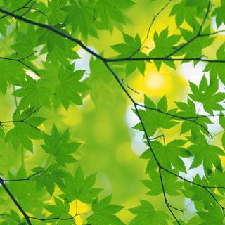 Green foliage wallpaper