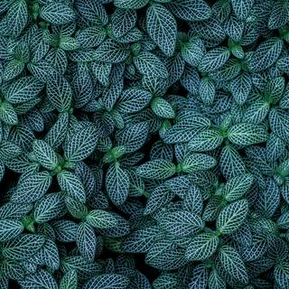 Green foliage wallpaper