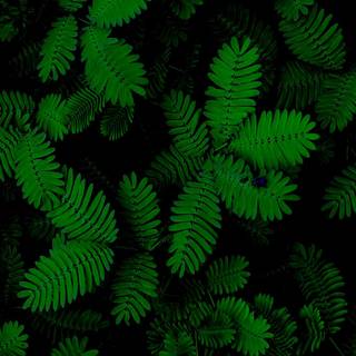 Green foliage wallpaper
