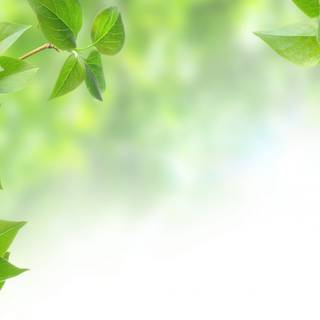 Green foliage wallpaper