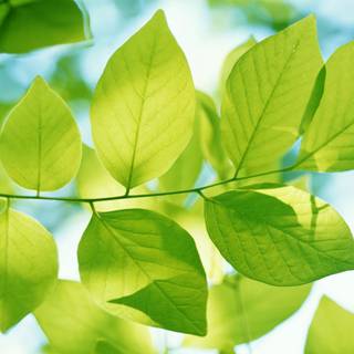 Green foliage wallpaper
