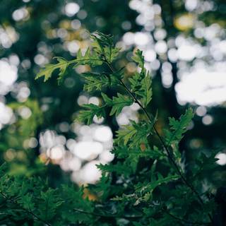 Green foliage wallpaper