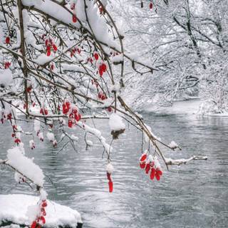 Winter Mississippi wallpaper