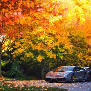 Lamborghini autumn wallpaper