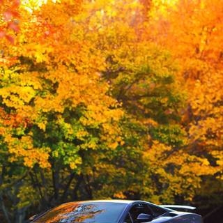 Lamborghini autumn wallpaper
