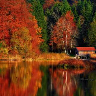 Autumn cabin view wallpaper