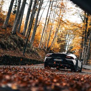 Lamborghini autumn wallpaper