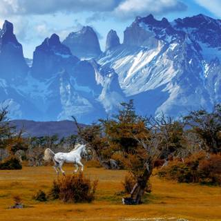 Autumn Patagonia wallpaper