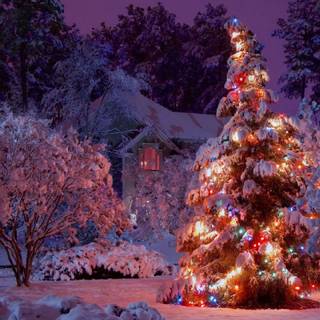 Christmas photography wallpaper