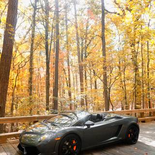 Lamborghini autumn wallpaper