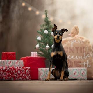 Christmas Doberman puppy wallpaper