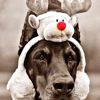 Christmas Doberman puppy wallpaper