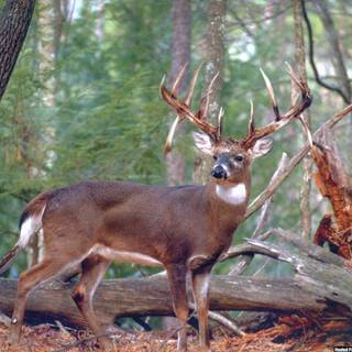 Deer Monster wallpaper