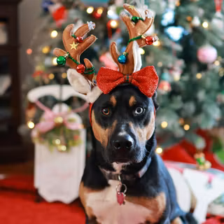 Christmas Doberman puppy wallpaper