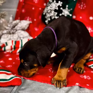Christmas Doberman puppy wallpaper