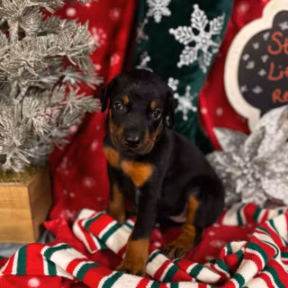 Christmas Doberman puppy wallpaper
